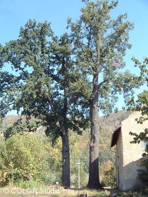 Památné stromy - Pavlíkova lípa a dub