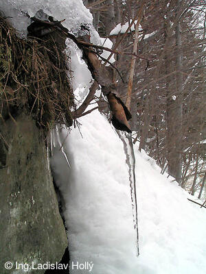 Ondřejník, makrosnímky