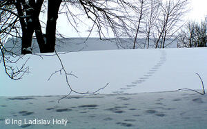 Cesta z Frýdlantu n.O. na Ondřejník
