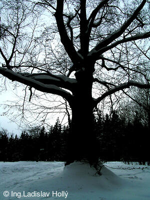 Cesta z Frýdlantu n.O. na Ondřejník