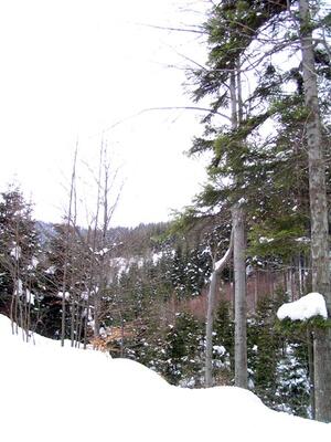 Cesta z Frýdlantu n.O. na Ondřejník