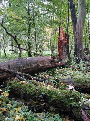 Přírodní rezervace Polanský les, CHKO Poodří
