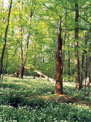 Přírodní rezervace Polanský les, CHKO Poodří