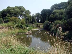 Odra v národní přírodní rezervaci Polanská niva, CHKO Poodří