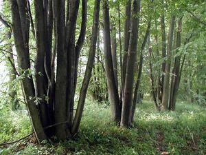 Pusté nivy - přírodní památka, CHKO Poodří