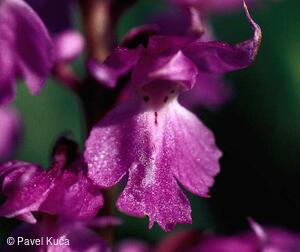 Bílé Karpaty, flóra, květena, orchideje, detail