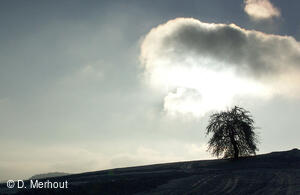 Svinec 15.1.2006, Nový Jičín