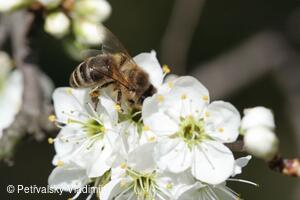 2. hledaný znak jara - létají včely